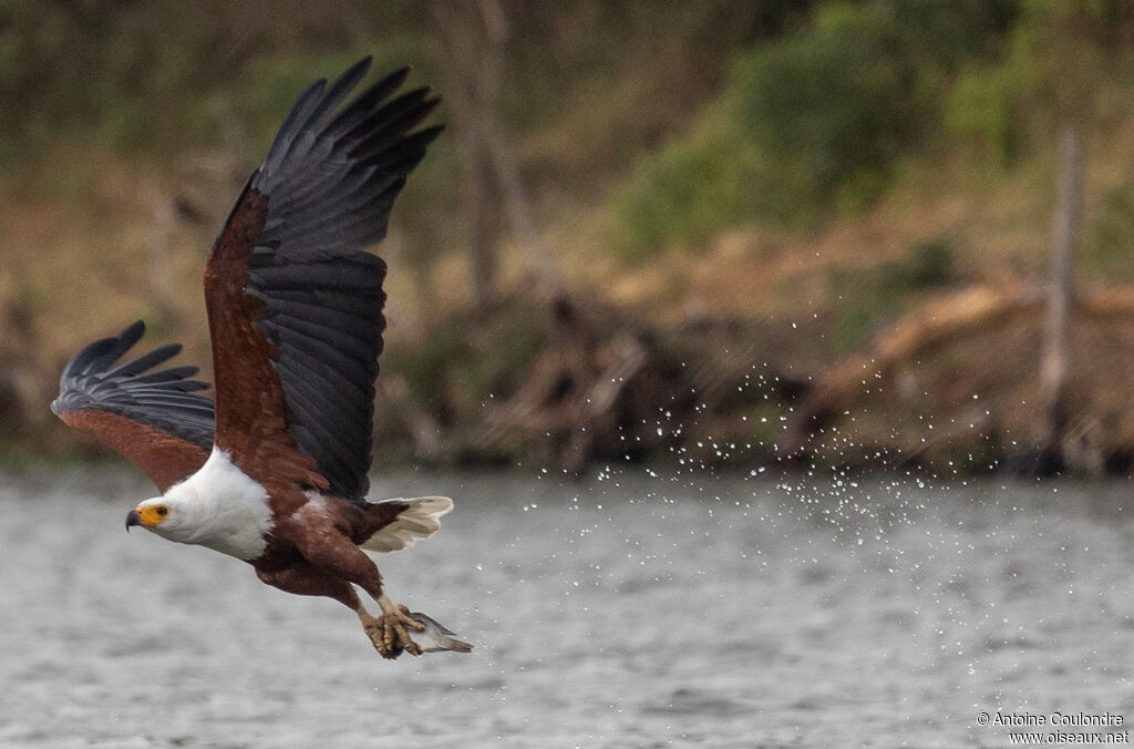 African Fish Eagleadult, Flight, fishing/hunting