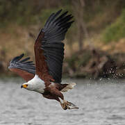 African Fish Eagle