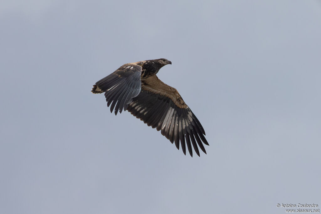 African Fish Eaglejuvenile, Flight