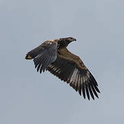 African Fish Eagle