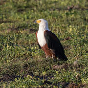 African Fish Eagle