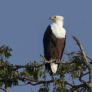 African Fish Eagle