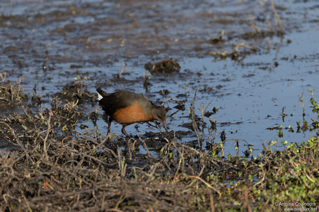 Rouget's Railadult, eats