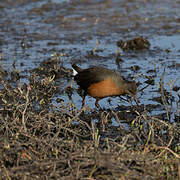 Rouget's Rail