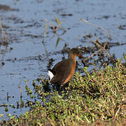 Rouget's Rail