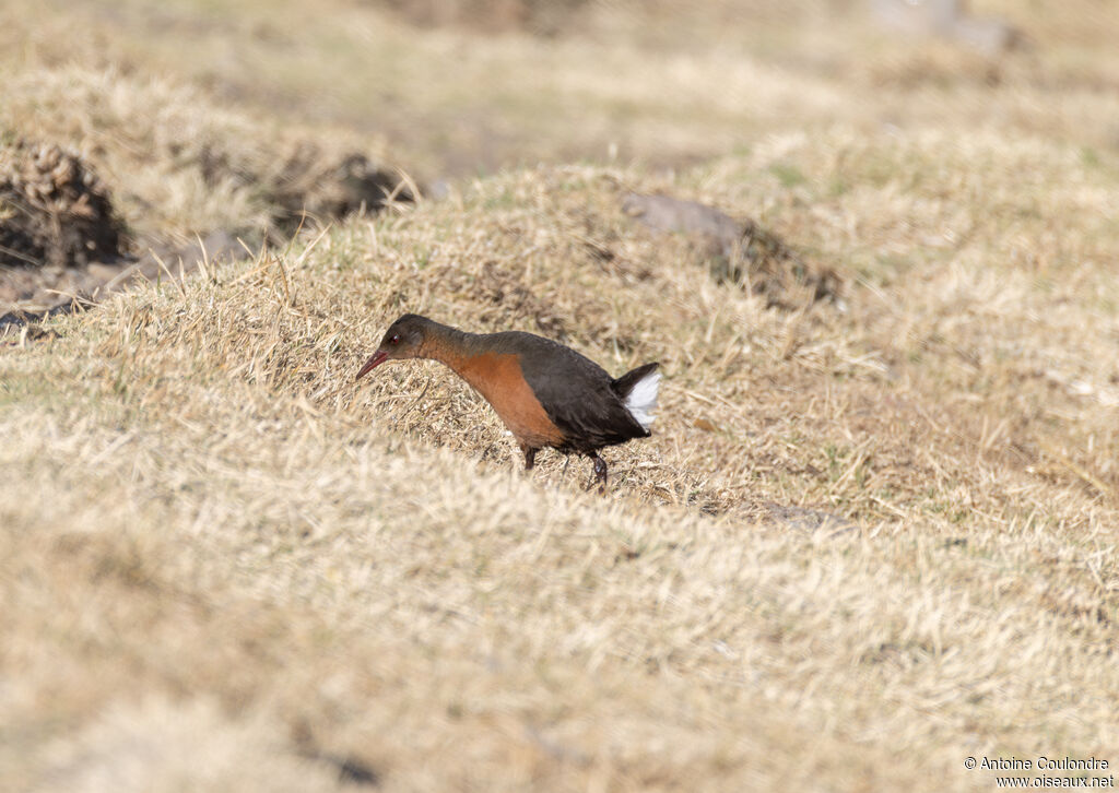Rouget's Railadult, eats