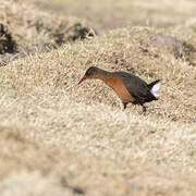 Rouget's Rail