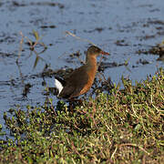 Rouget's Rail