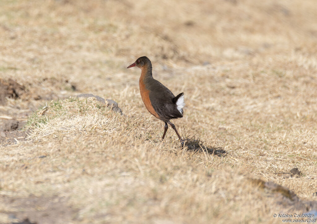 Rouget's Railadult, walking