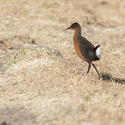 Rouget's Rail