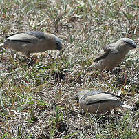 Républicain d'Arnaud