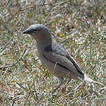 Républicain d'Arnaud