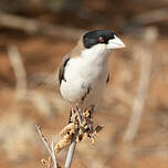 Républicain de Cabanis