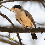 Républicain de Cabanis