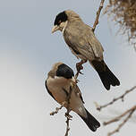 Républicain de Cabanis