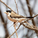 Républicain de Cabanis