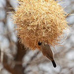 Républicain de Cabanis