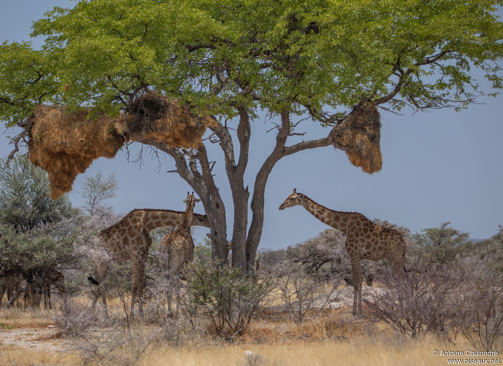 Républicain social, habitat