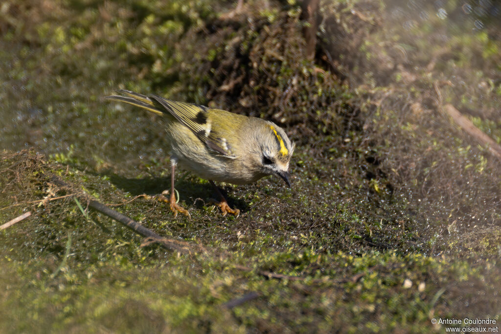 Roitelet huppéadulte