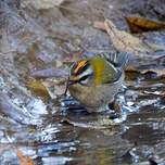 Roitelet triple-bandeau