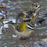 Roitelet triple-bandeau