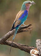 Lilac-breasted Roller