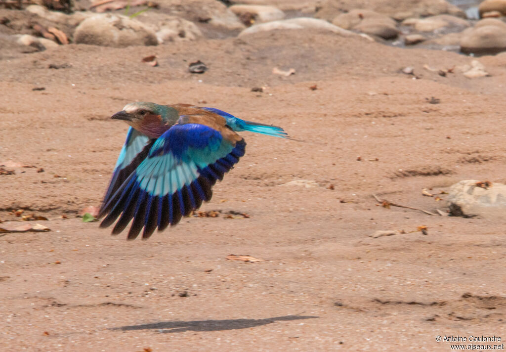 Lilac-breasted Rolleradult, Flight