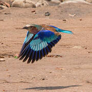 Lilac-breasted Roller