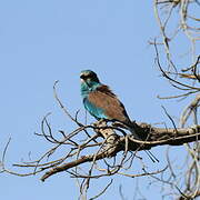 Abyssinian Roller