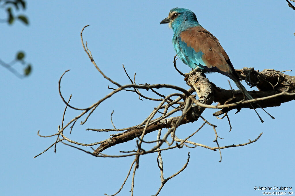 Abyssinian Roller