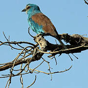 Abyssinian Roller