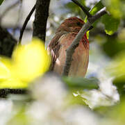 Common Rosefinch