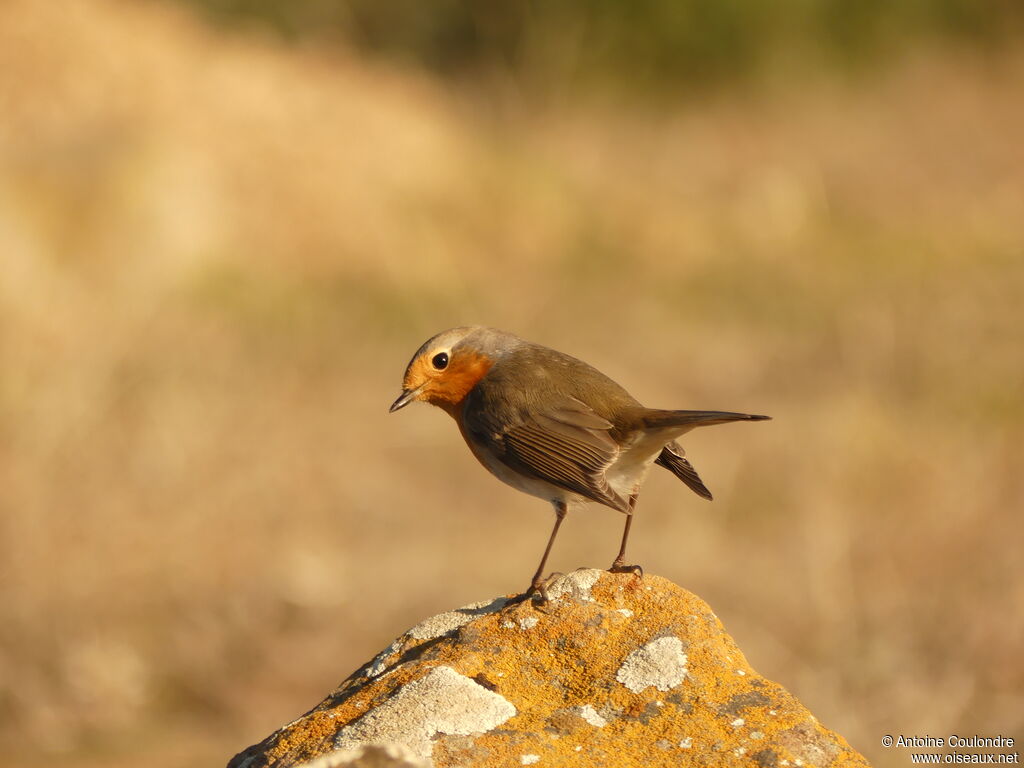 European Robinadult