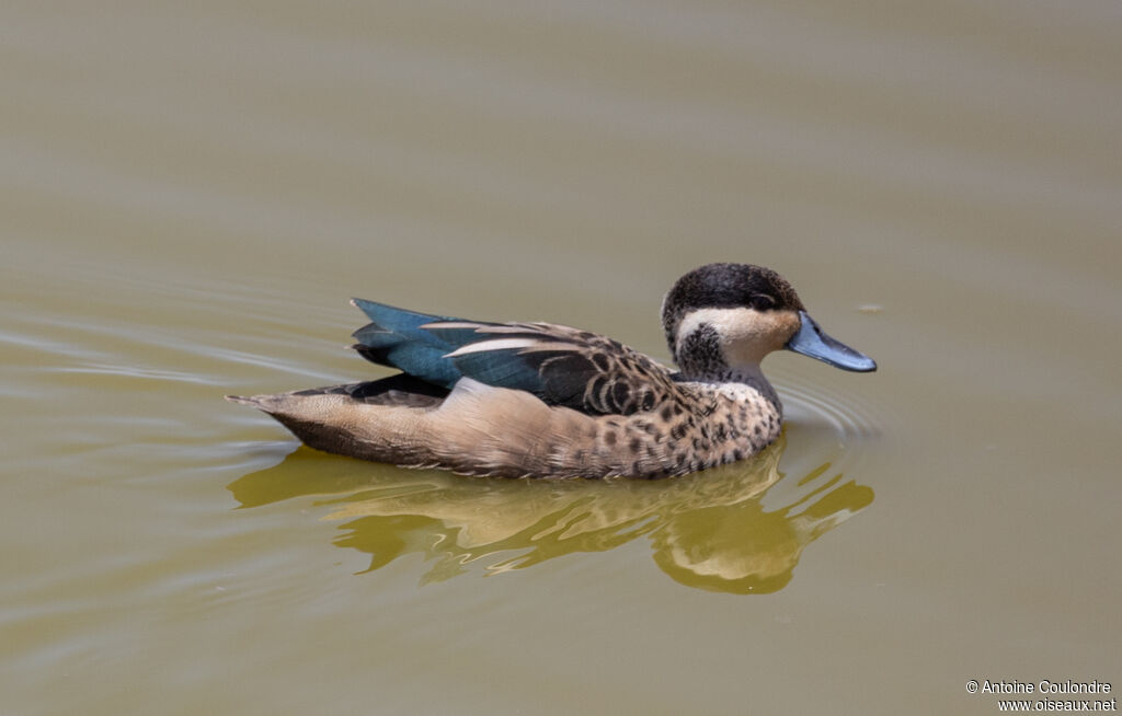 Blue-billed Tealadult, swimming