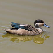 Blue-billed Teal