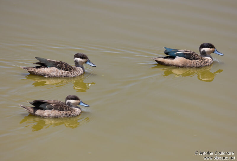 Blue-billed Tealadult, swimming