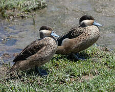 Blue-billed Teal