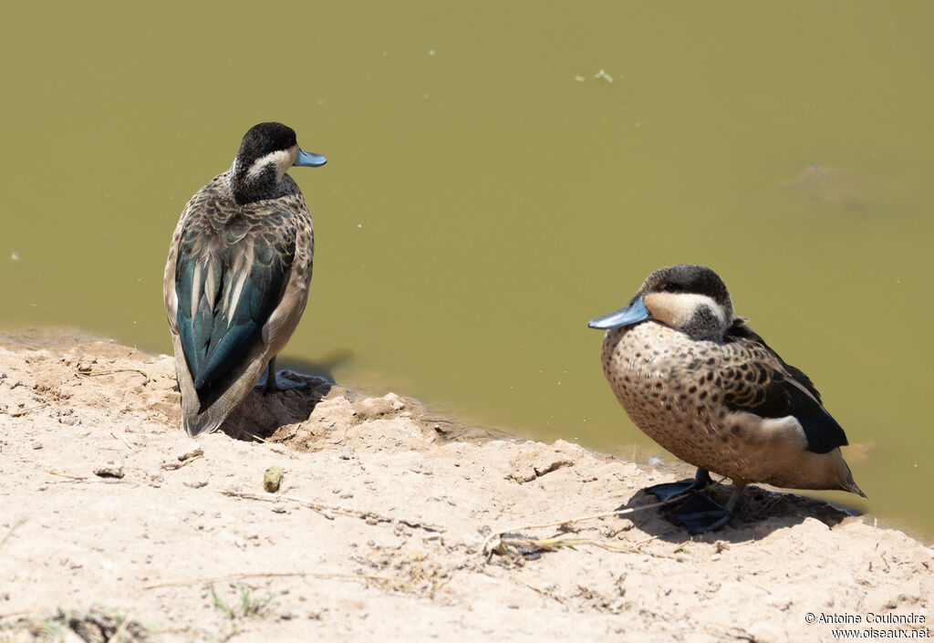 Blue-billed Tealadult