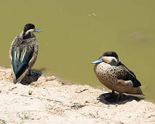 Blue-billed Teal