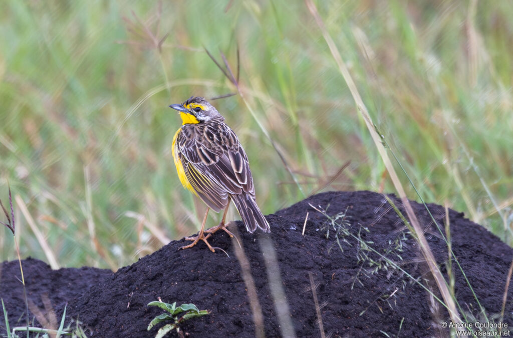 Yellow-throated Longclawadult
