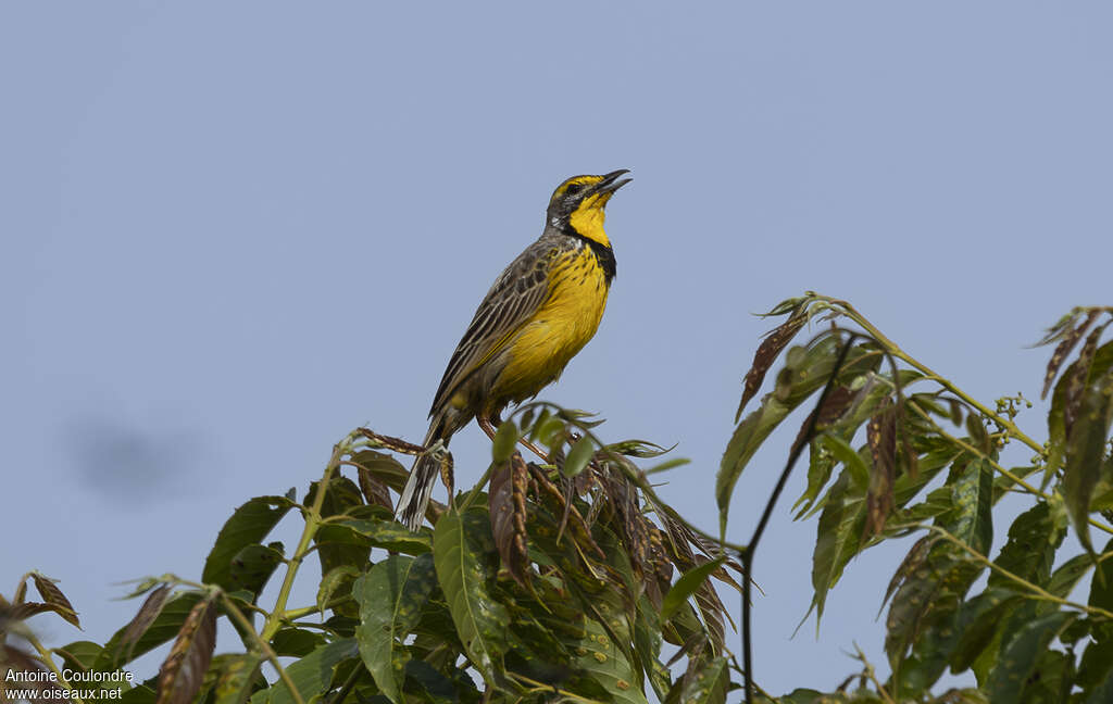 Yellow-throated Longclaw male adult, song