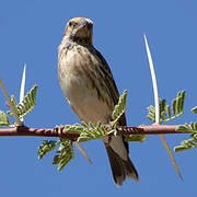 Black-throated Canary