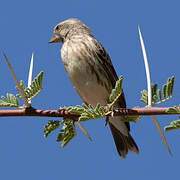 Black-throated Canary