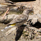 Serin à gorge noire