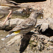 Black-throated Canary