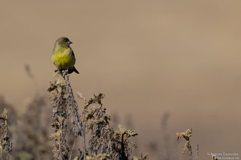 Ethiopian Siskin female adult