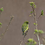 Serin d'Abyssinie