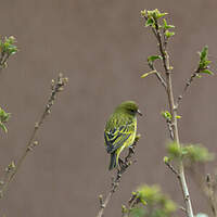 Serin d'Abyssinie