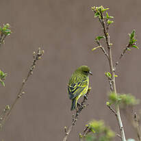 Serin d'Abyssinie
