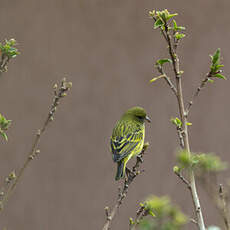 Serin d'Abyssinie